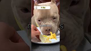 Human food that is good for dogs!