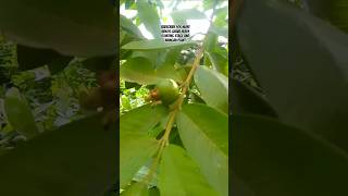 2026 trending guava plant#heavy floating stage#natural YouTube short viral video#viral short feed