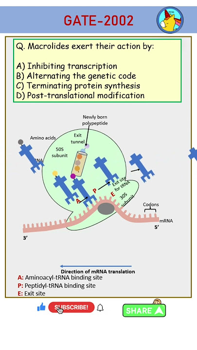 Antibiotics Mechanism of Action (MOA) - Simple Animation GATE 2002 (GPAT) PYQ