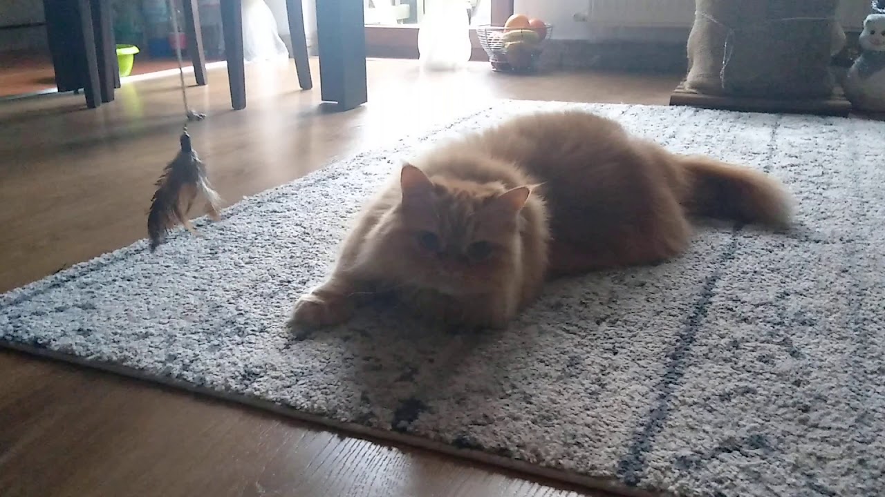 Ginger british longhair cat. - YouTube