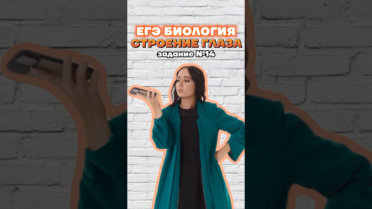 строение глаза 