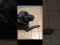 Most Intelligent Security Dog Goldador Most Intelligent Security Dog Goldador