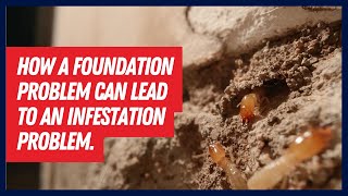 How Foundation Problems Can Lead to an Infestation Problem.