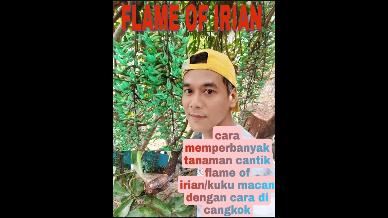Cara memperbanyak flame of irian (cangkok) 