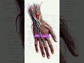 العلاقة بين شريان اليد و القلب و البتر
