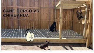 CANE CORSO VS CHIHUAHUA - WHO WINS THE BATTLE