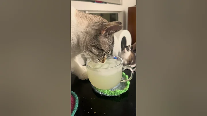 Video 9118271: lynx point siamese tabby, lynx point siamese mix, lynx point siamese cat