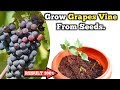 How to grow Grapes Vine from seeds // अंगूर का पौधा बीज से उगाऐ ।