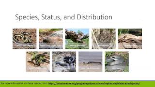Snake Webinar Series - Part II
