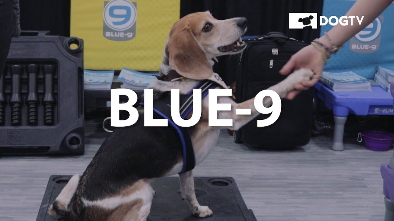 dog learning games Things We Woof About: Blue 9 KLIMB