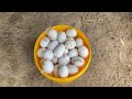 Farm Life | Collect chicken eggs and duck eggs on the farm, ducks lay a lot of eggs