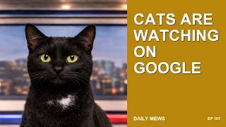 Google's Satellite Map Hack Used For Fake Bombs & Riots. The Cats Demand Answers.