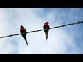 Wild RAINBOW LORIKEETS - Swainson&#39;s Lorikeets - Trichoglossus haematodus moluccanus