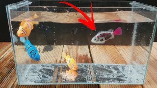 IT LOOKS REAL, BUT IT'S A ROBOT FISH!