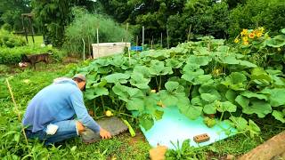 Culling GIANT PUMPKINS! _ FIRST Measurement Taken! // Whitt Acres