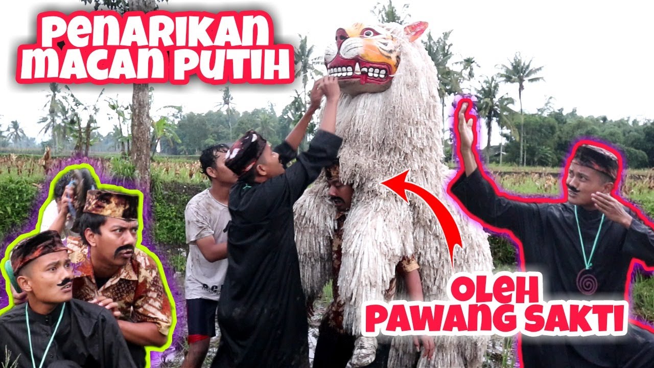 PENARIKAN CAN MACANAN PUTIH OLEH PAWANG SAKTI || KOMEDI MADURA
