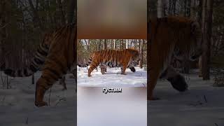 Амурский тигр: Таинственный хищник Сибири