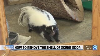 How to get rid of skunk odor on you, pets, furniture