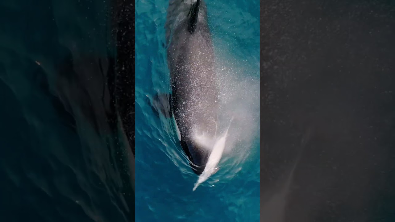 The ocean’s true apex predator!