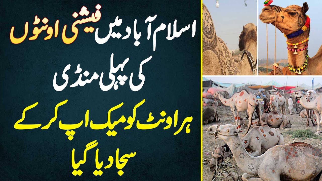 Islamabad Mein Fashioni Camels Ki Pehli Mandi - Har Camel Ko Makeup Kar Ke Saja Diya Gia