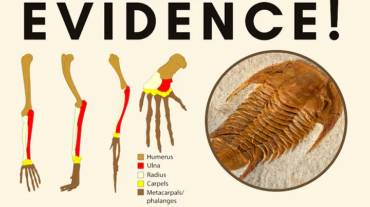 Evidence for evolution, Expertly Explained for AP Bio!