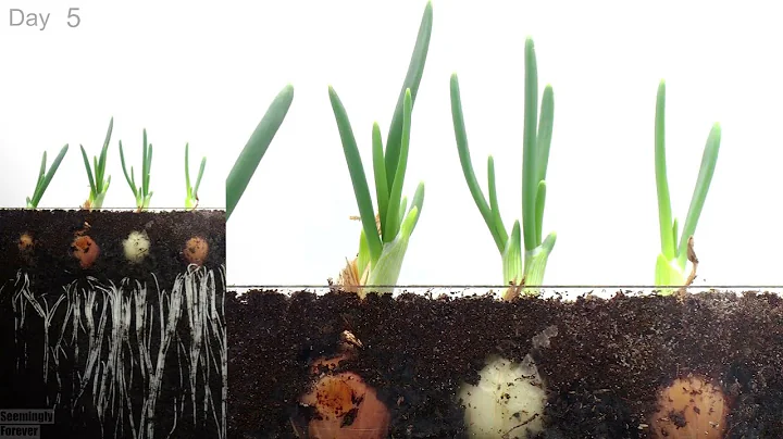 Green Onions 🧅 Growing Time Lapse - DayDayNews