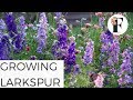 Comment faire pousser des fleurs de pied dalouette dans le jardin de fleurs coupes annuelles rustiques