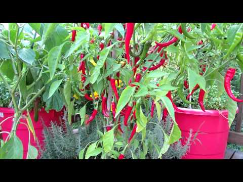 Video: Verzorging van cayennepepers: hoe cayennepeperplanten te kweken