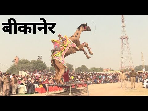 Thumbnail for बीकानेर ऊँट अंतराष्ट्रीय ऊंट उत्सव  Camel Festival, Rajasthan | Camel's  dance in Bikaner |
