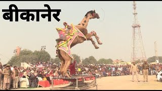बीकानेर ऊँट अंतराष्ट्रीय ऊंट उत्सव  Camel Festival, Rajasthan | Camel's  dance in Bikaner |