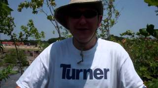 Corporate Volunteers For Texas Trees Foundation