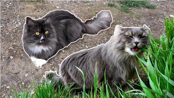 What's so COOL About Siberian Forest Cats? - DayDayNews