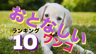 【おとなしい犬種ランキング10‼】おとなしくて飼いやすい犬種