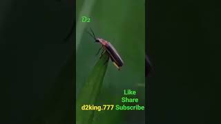 Jugnu Natural Light In Night