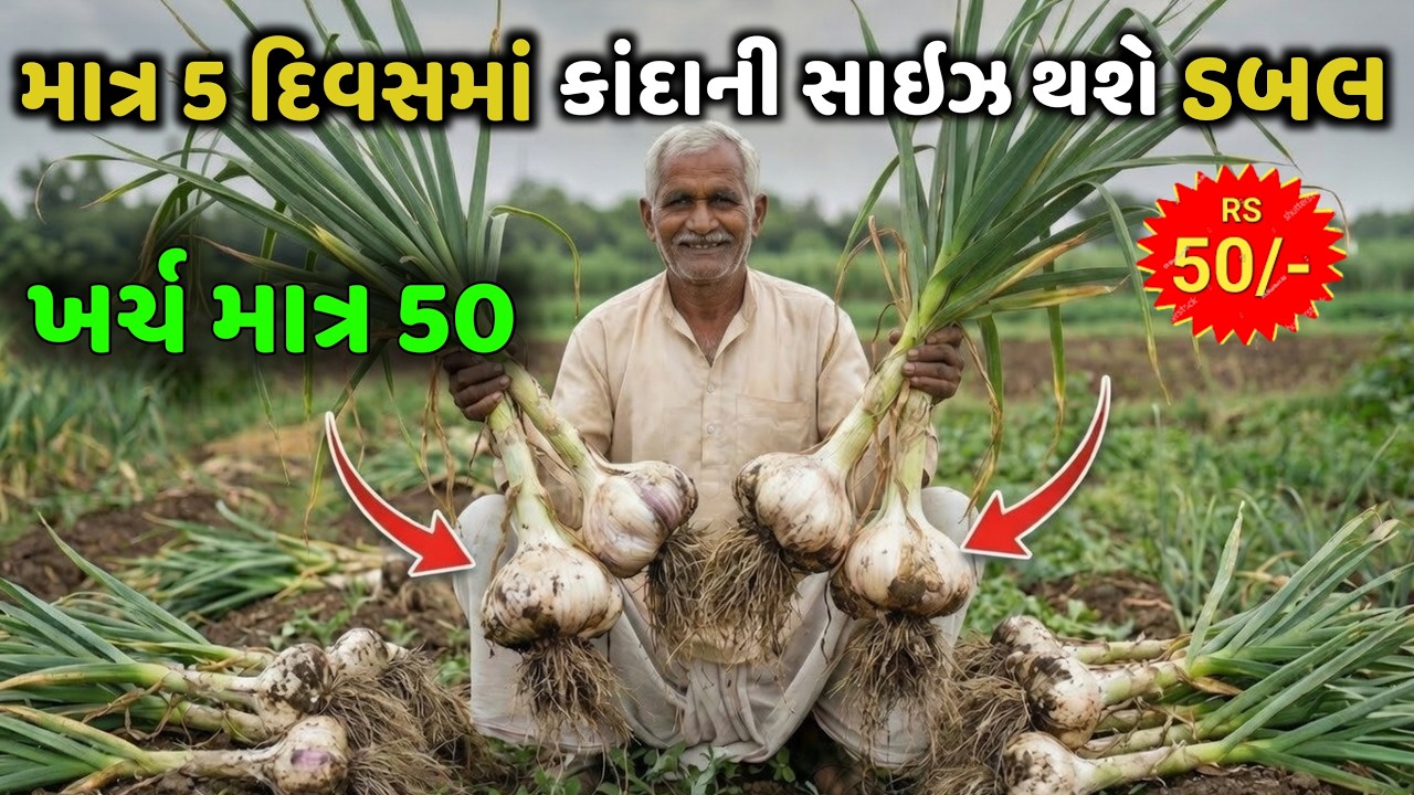 લસણનો કાંદો મોટો કેવી રીતે કરશો? 90% ખેડૂતો કરે છે આ ભૂલ!