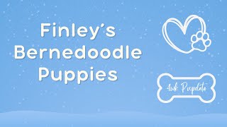 Finley's Bernedoodles 4wk Pupdate by TN Valley Aussies & Doodles 103 views 4 months ago 3 minutes, 42 seconds
