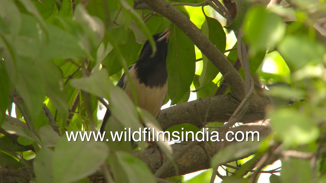 Rosy Starlings spent a few days of salubrious spring in Delhi, have now migrated trans Himalaya