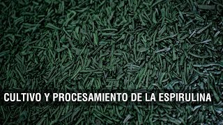 Cultivo y procesamiento de la espirulina  TvAgro por Juan Gonzalo Angel Restrepo