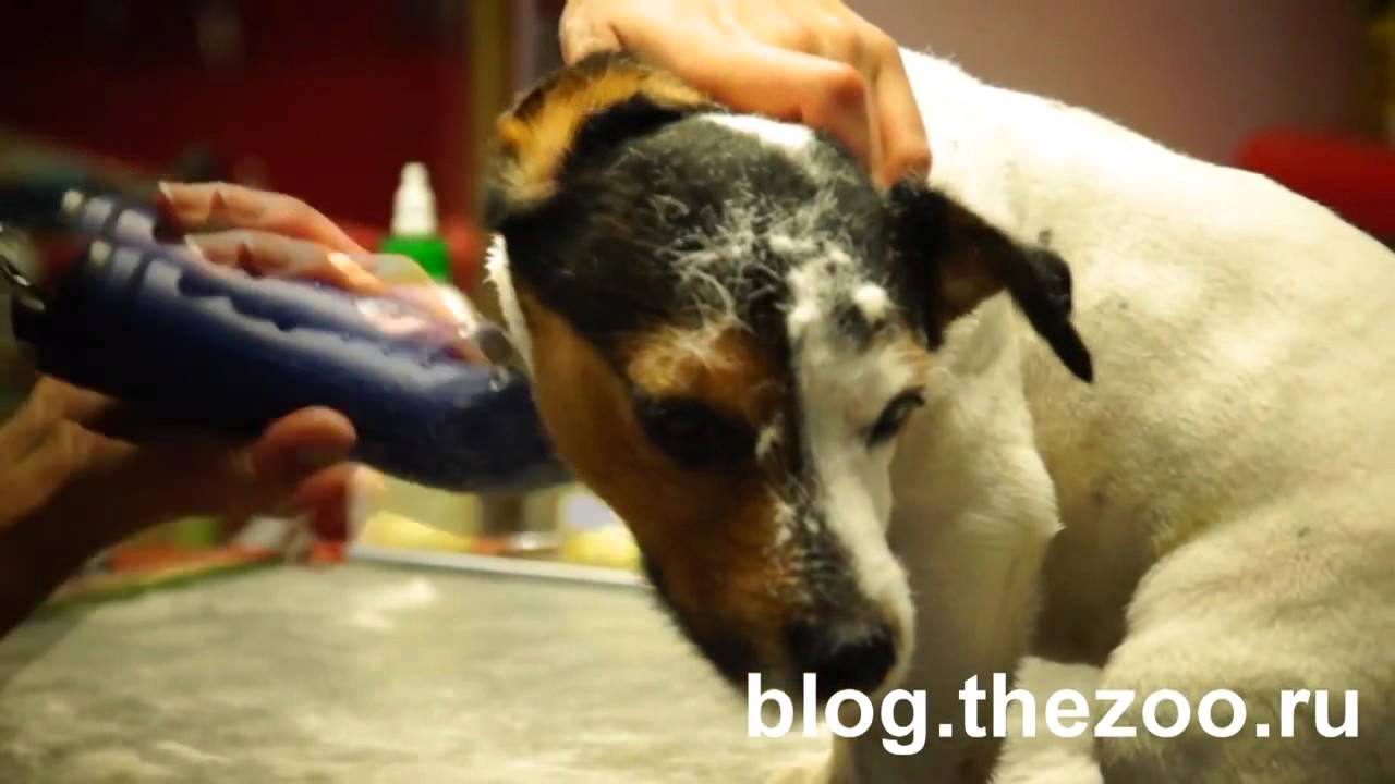 Груминг джек рассел терьера, тримминг джек рассела, стриппинг джек ...