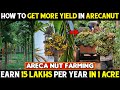 Areca Nut Farming | How To Get More Yield In Arecanut | How To Increase Arecanut Yield / Production