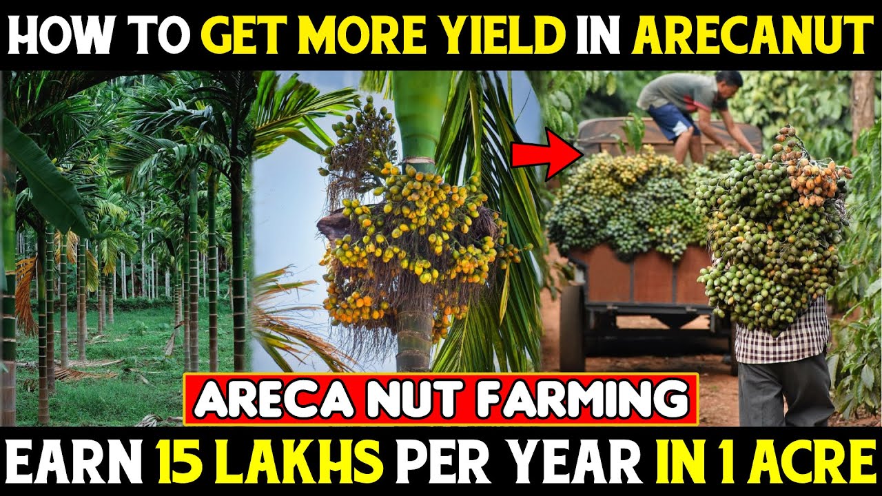 Areca Nut Farming How To Get More Yield In Arecanut How To Increase Areca Nut Farming How To Get More Yield In Arecanut How To Increase
