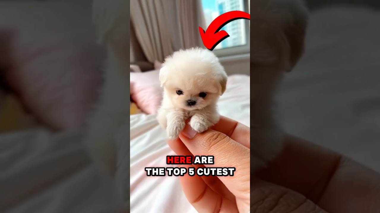 Top 5 Cutest Mini Puppies #cute #animals #shorts