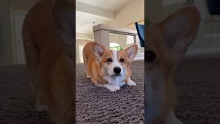 Corgi has too much junk in the trunk!