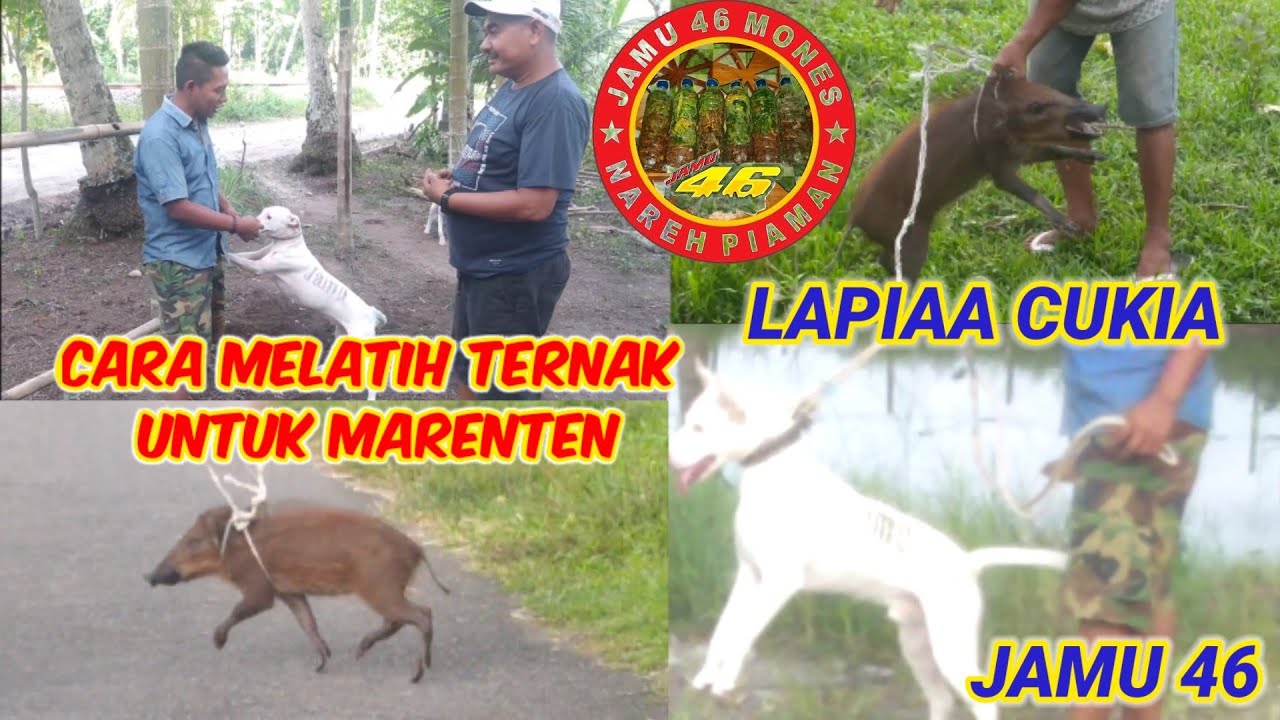 Grebek Kandang JAMU 46 MONES Lapiaa Cukiaa