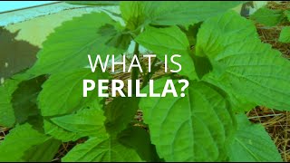 WHAT IS EDIBLE PERILLA  PLANT  IN MINT FAMILY -URBAN GARDENING ZONE 7