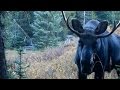 CRAZY CLOSE! Bull moose nearly steps on Hunters!