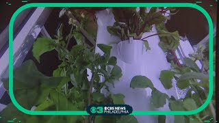 Norristown school helps fight food insecurity with a green box machine hydroponics garden