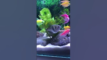 Fish / Cá Vàng Bơi #aquarium #cácảnh #cávàng #bethuysinh #concá #shotrs