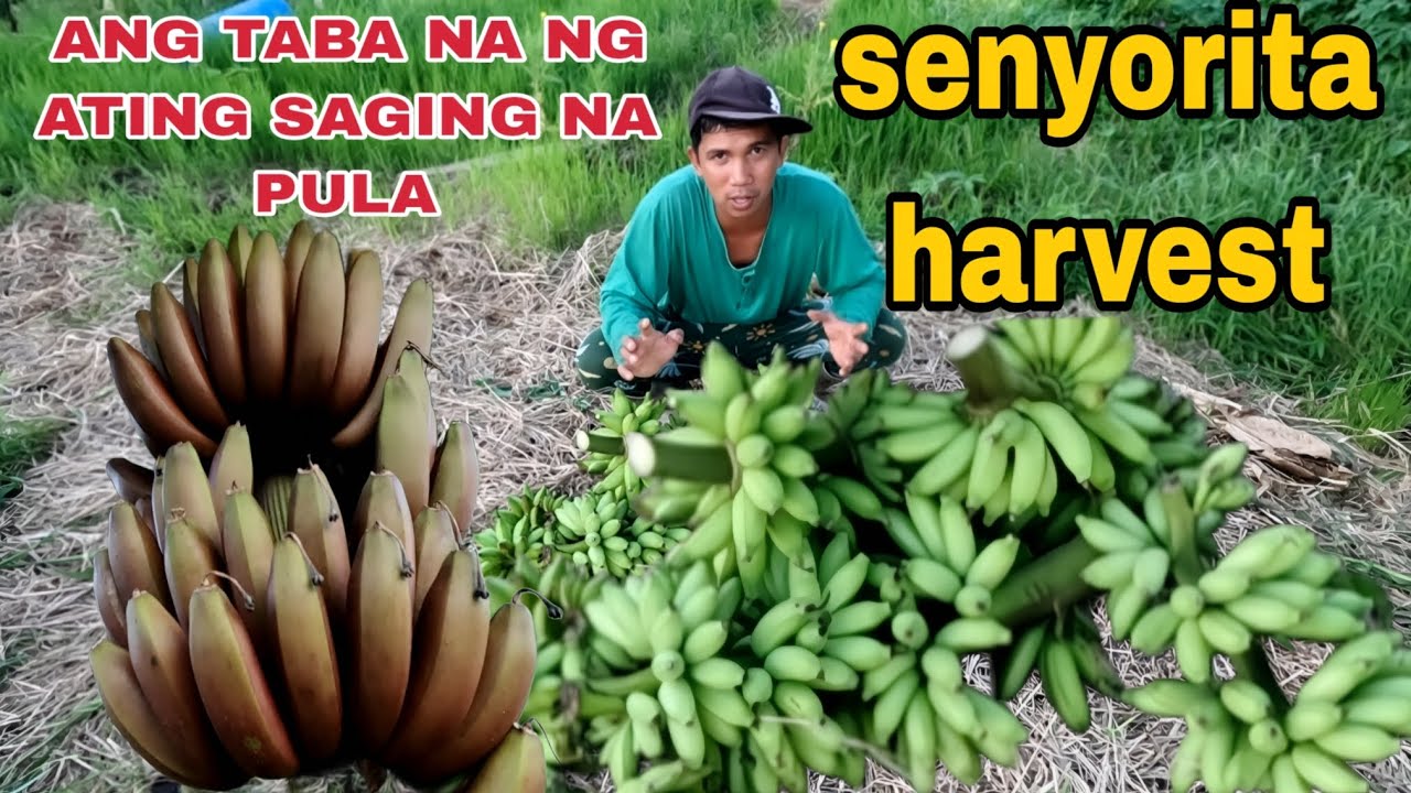 Saging Pula Ang tataba na ng ating saging na pula senyorita harvest - YouTube