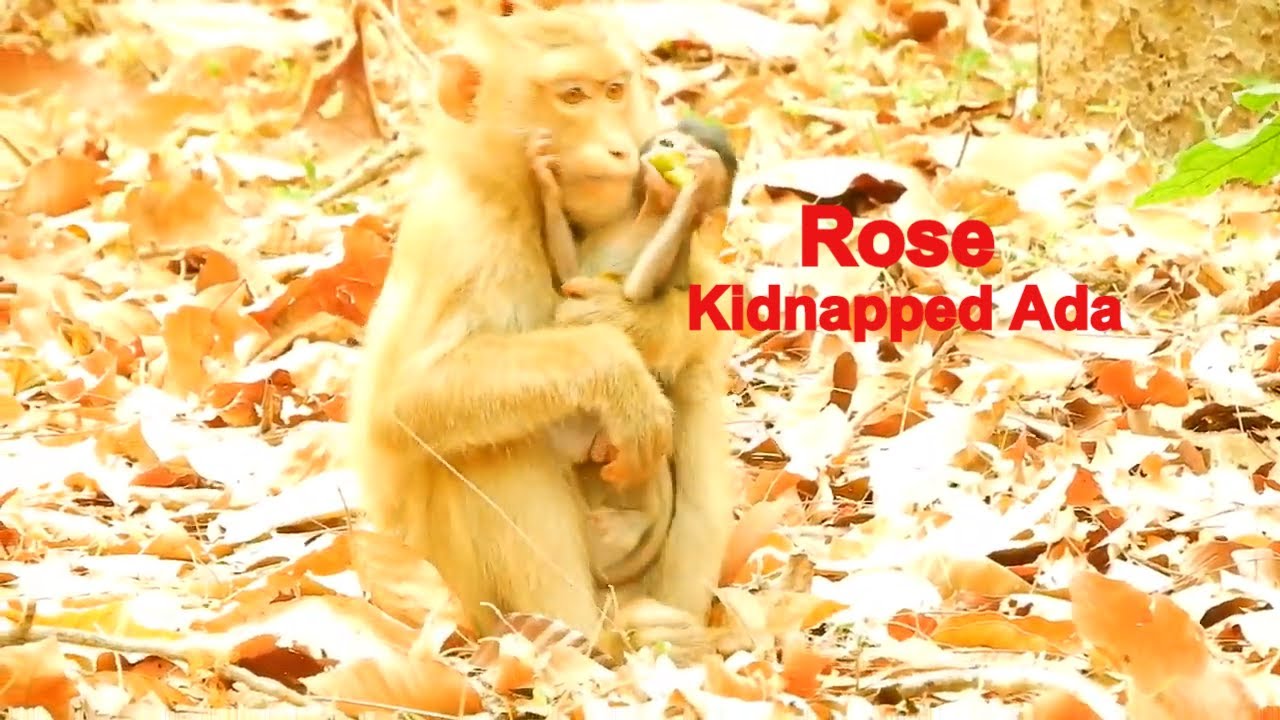 Rose Kidnapped Small Baby Monkey Ada, Angel Young Mother Monkey Try To Take Ada Back